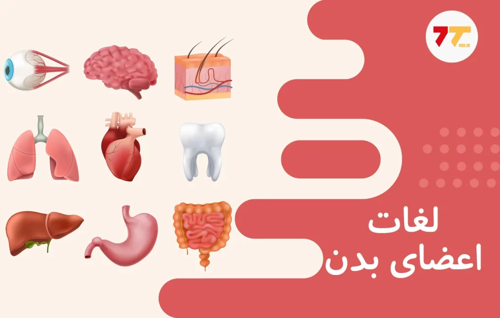 آموزش اعضای بدن در زبان ترکی استانبولی