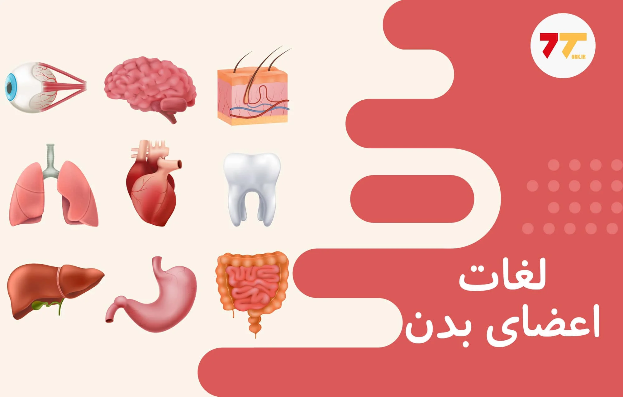 آموزش اعضای بدن در زبان ترکی استانبولی
