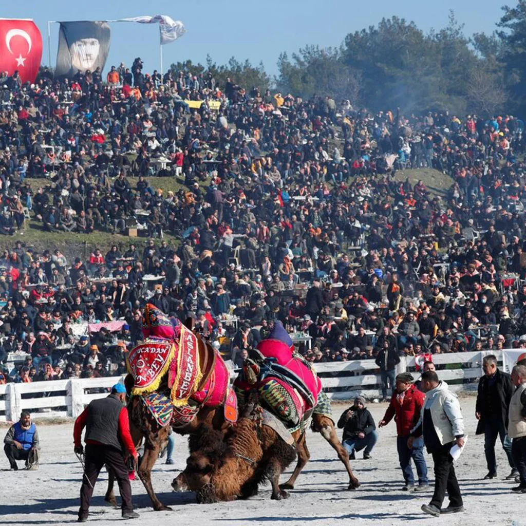 کشتی شترها در ترکیه