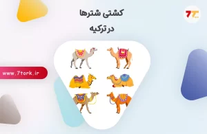 کشتی شترها در ترکیه یک رسم 2000 ساله